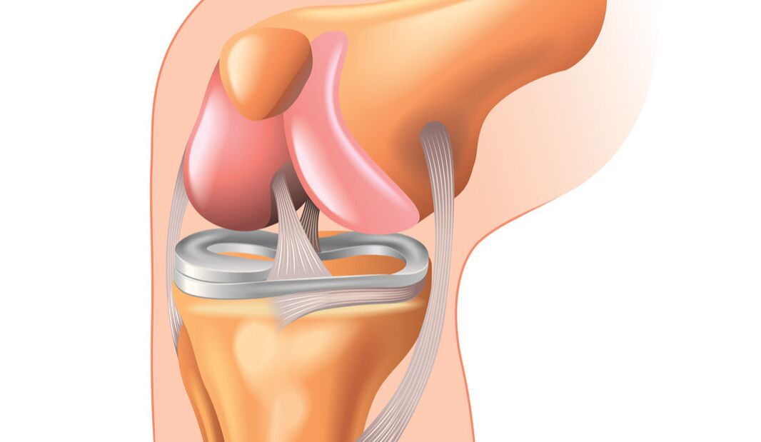 Structure of the knee joint